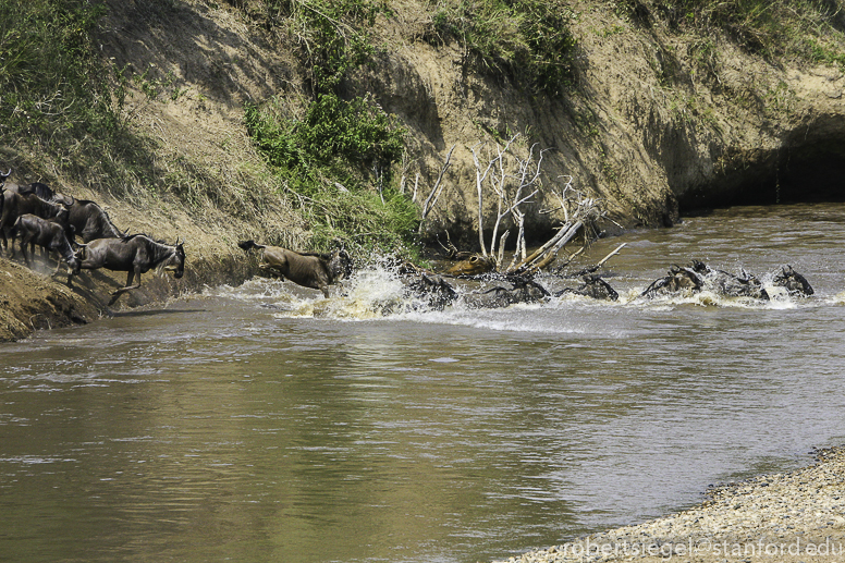 mara river